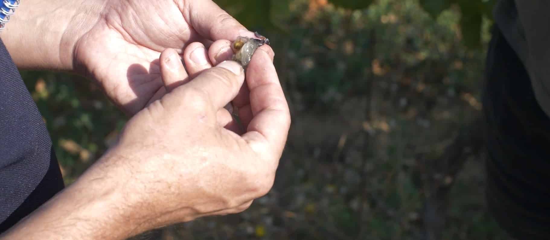 Film-my-beers3 Film institutionnel reportage vigneron