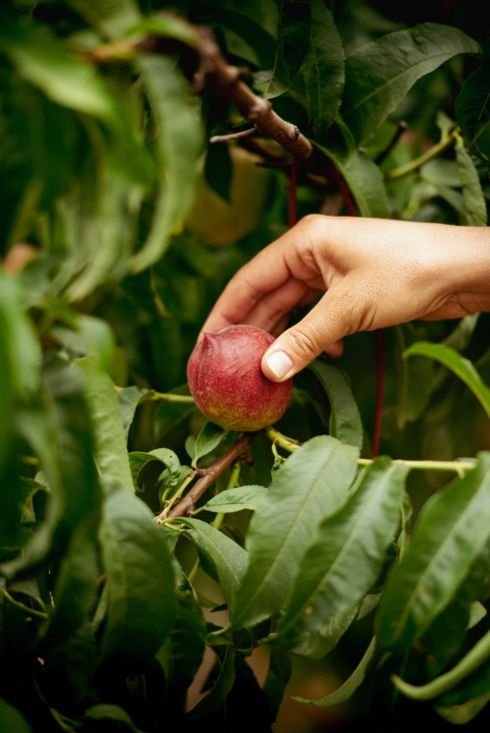 Photographe corporate capturant la relation entre agriculteurs et nature